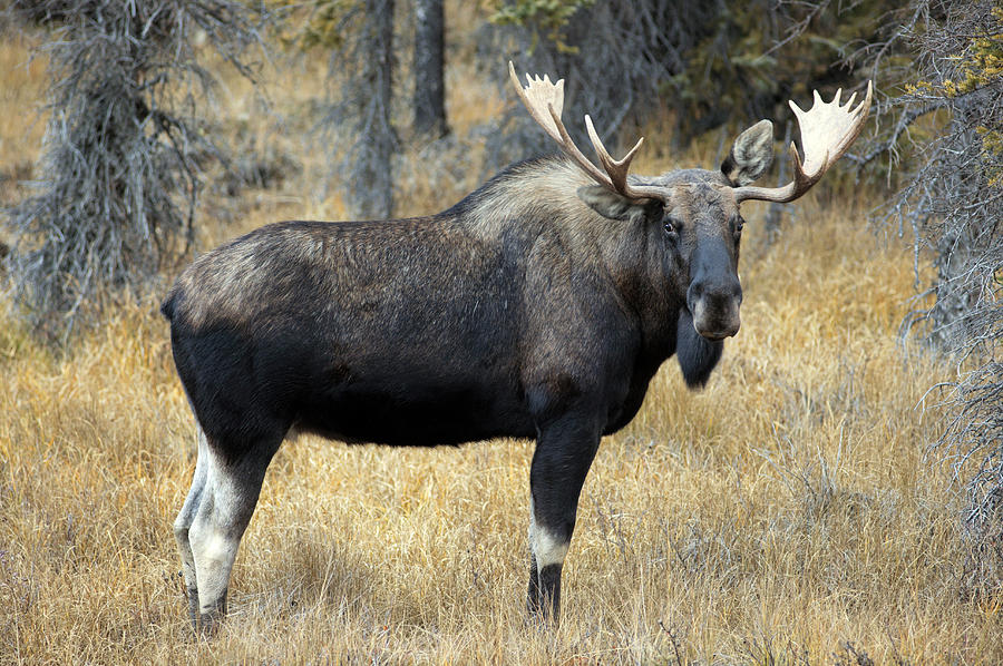 Moose Photograph - Bull Moose, Peter Lougheed Provincial by Darwin Wiggett