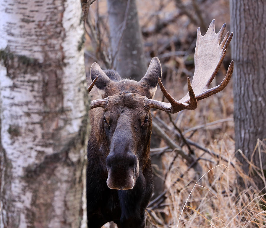 Bull Moose Stare Down Photograph by Sam Amato