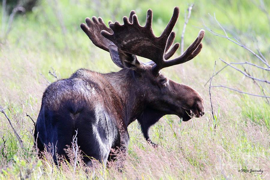 Bull Moose Photograph by Steve Javorsky