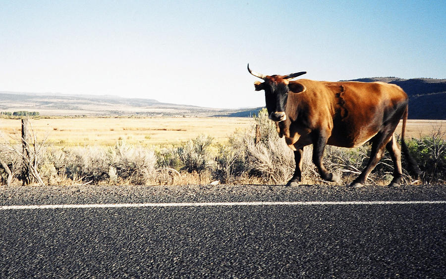 Bull on the Road Photograph by Peter Mooyman