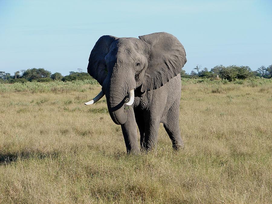 Bull on the Veld Photograph by Bruce W Krucke | Fine Art America