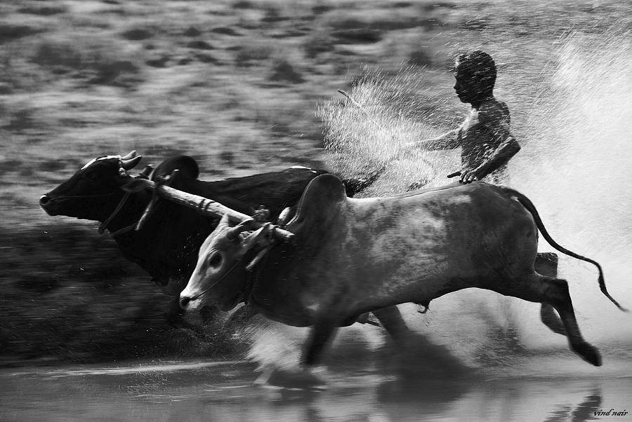 Bull Racing Photograph by Vinod Nair