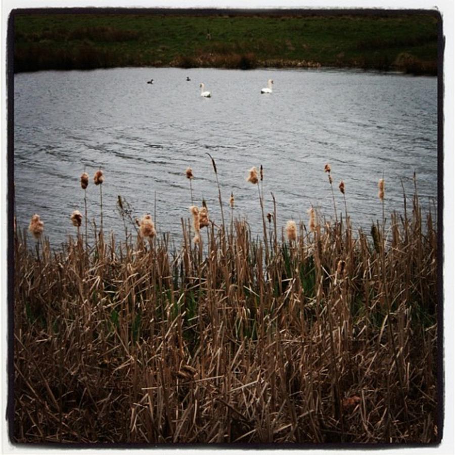 Bull Rushes And Swans Photograph by Chris Jones