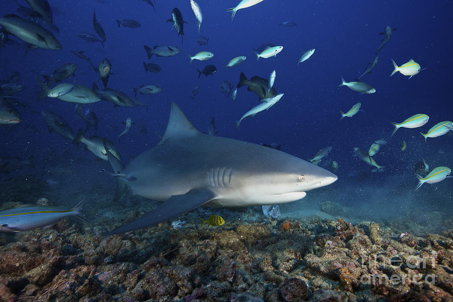 Bull Shark Surrounded By Reef Fish Photograph by Terry Moore