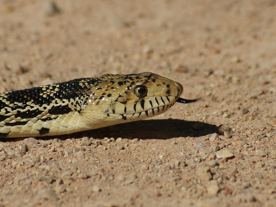 Snake Photograph - Bull Snake by Ernest Echols