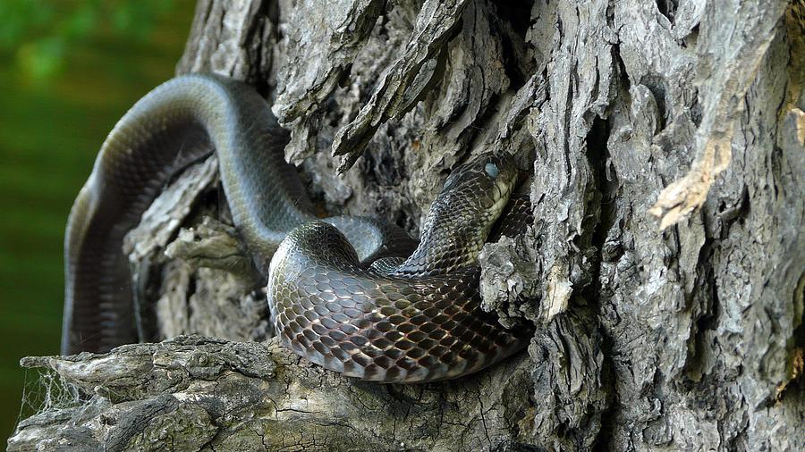 Bull Snake Photograph by Robert McCarthy | Fine Art America