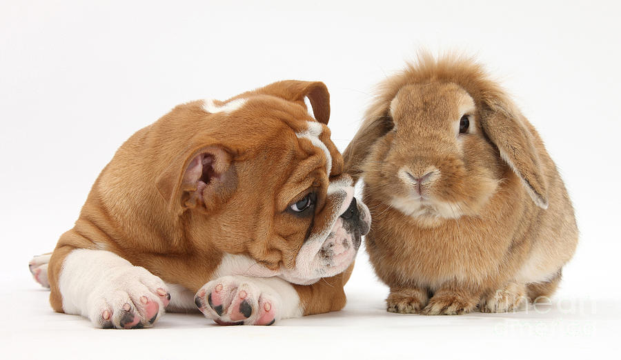 Bulldog & Sandy Lop Rabbit Photograph by Mark Taylor