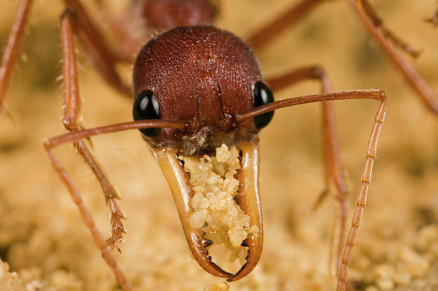 Bulldog Ant Myrmecia Gulosa Worker Photograph by Mark Moffett