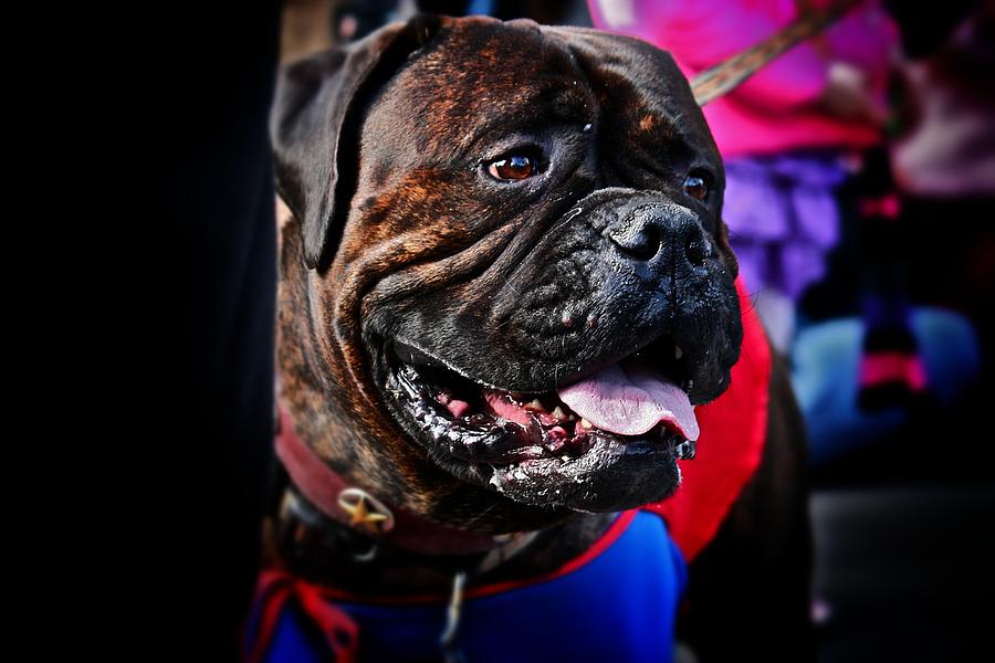 Bulldog at Barkus Parade 2 Photograph by Jim Albritton