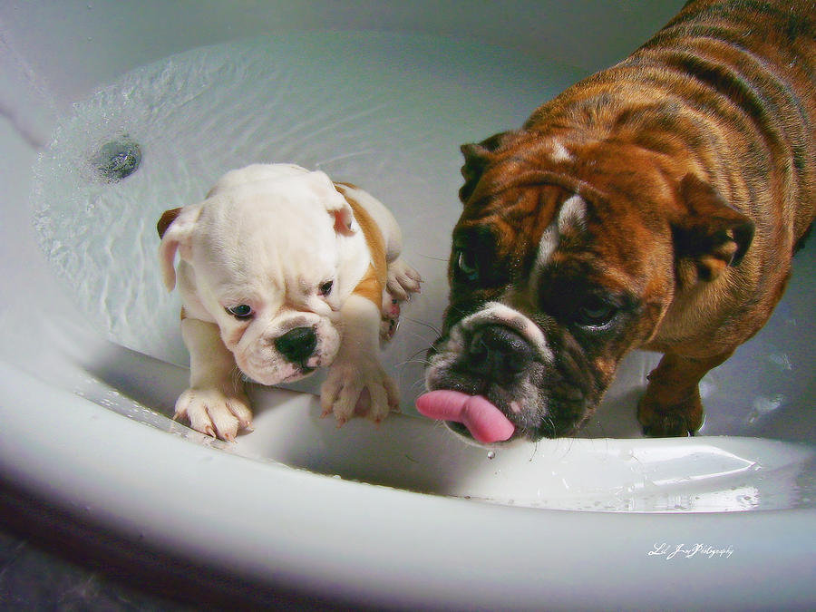 Bulldog Bath Time II Photograph by C Landstrom