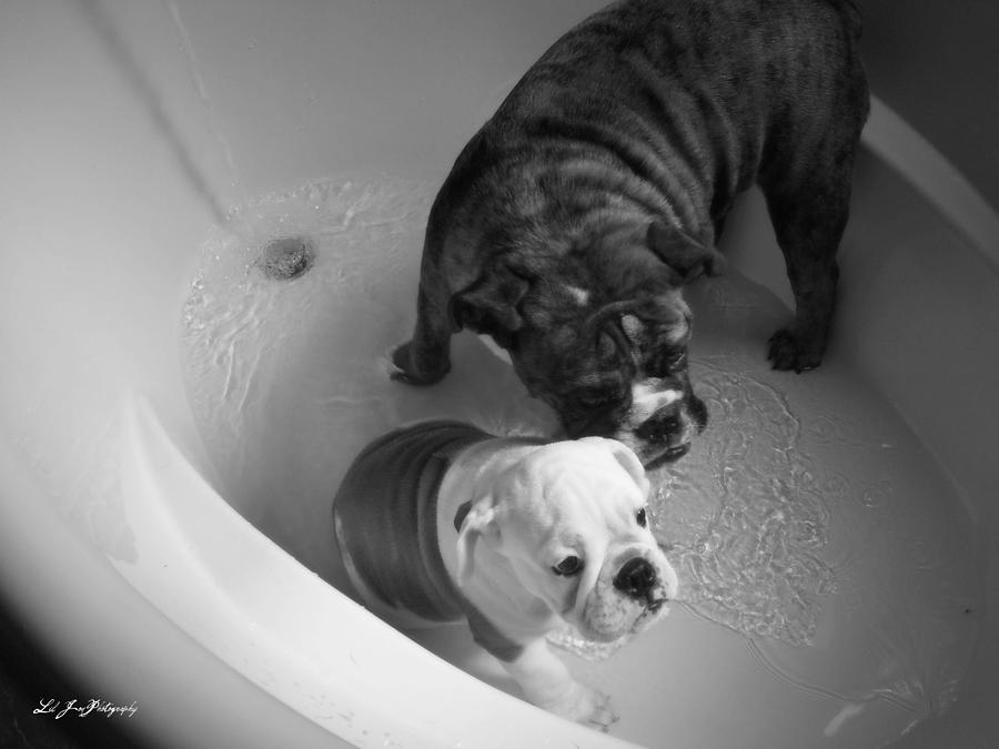 Bulldog Bath Time Photograph by Jeanette C Landstrom