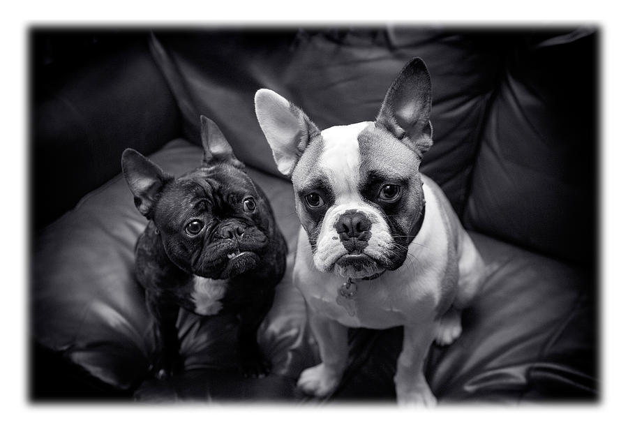 Bulldog Buddies Photograph by Mal Bray