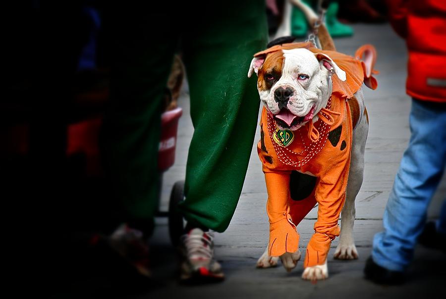 Bulldog in Orange Costume Photograph by Jim Albritton