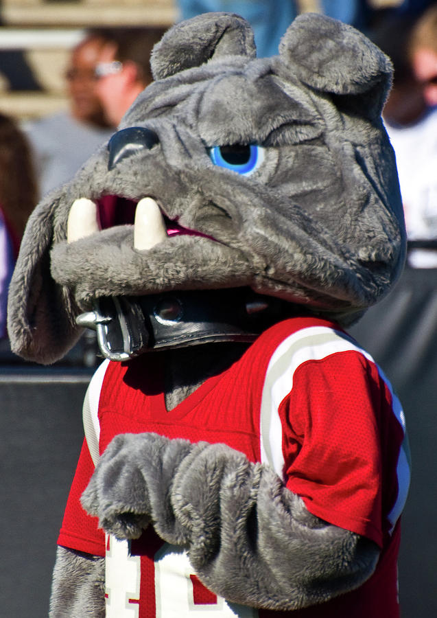 Bulldog Mascot Photograph by Jim and Kim Shivers - Fine Art America