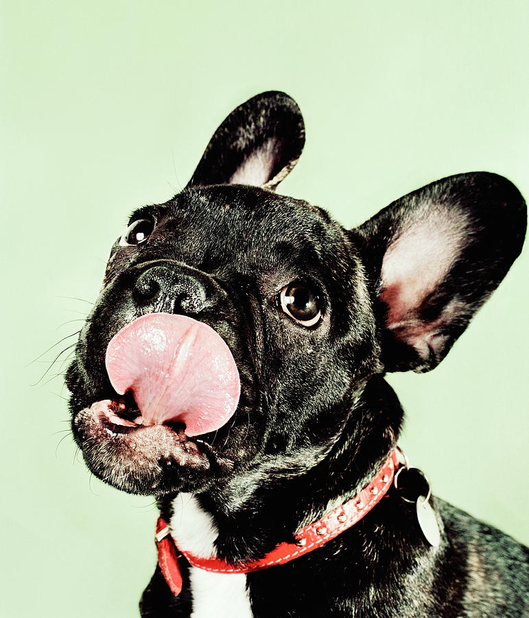 Bulldog Puppy Licking Lips Photograph by Ac