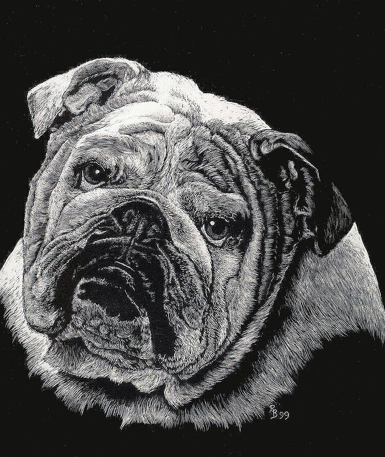 Bulldog Drawing by Rachel Bochnia