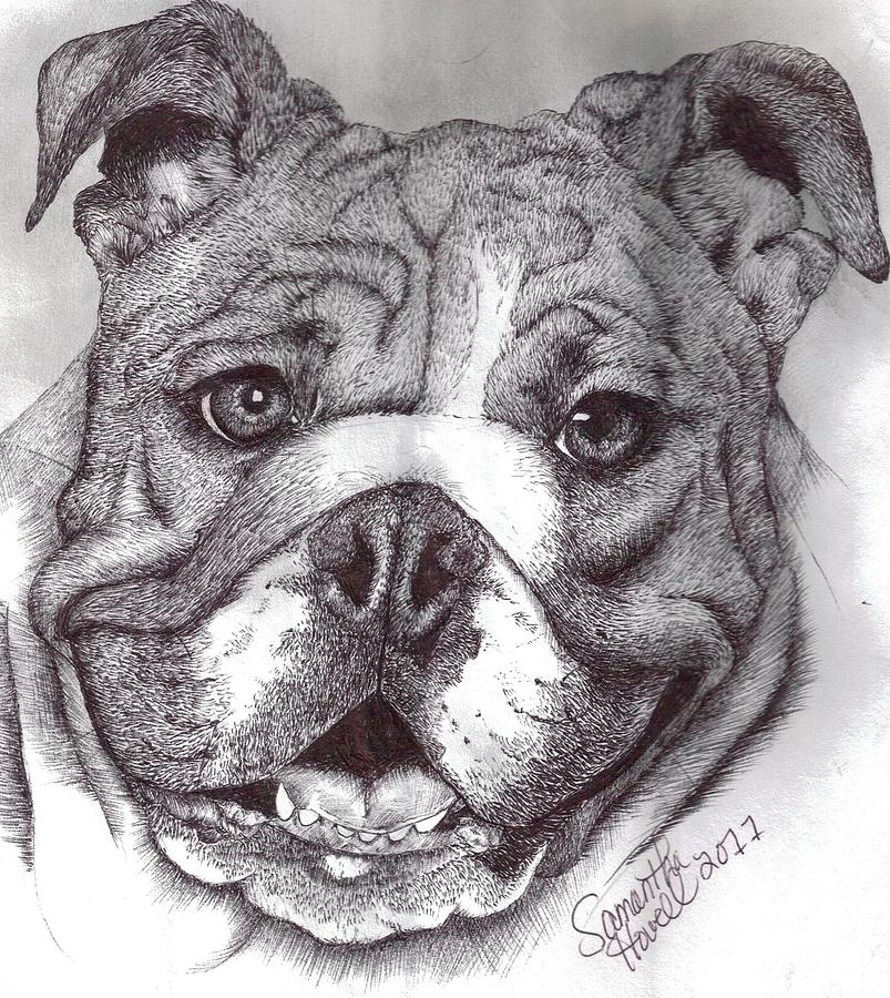 Bulldog Drawing by Samantha Howell