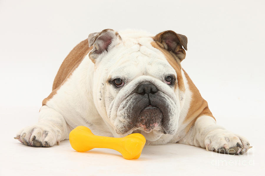 Bulldog With Plastic Chew Toy Photograph by Mark Taylor