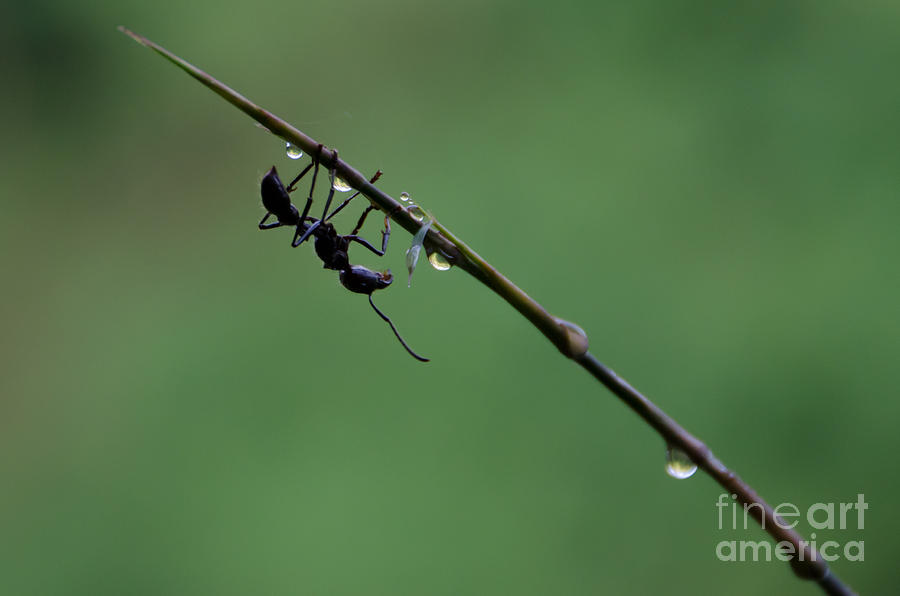 Ant Photograph - Bullet Ant by Alysha Thompson