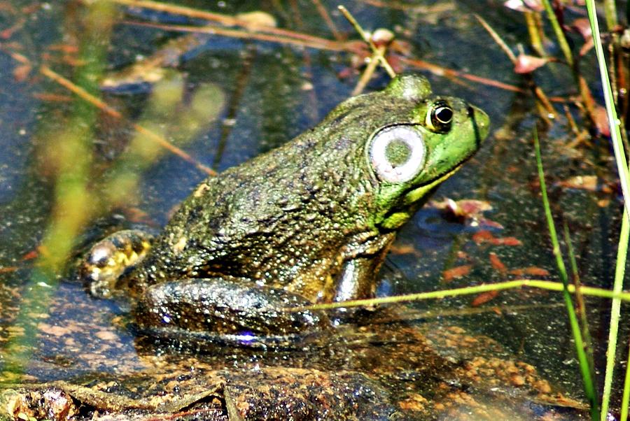 Bullfrog 1 Photograph by Joe Faherty