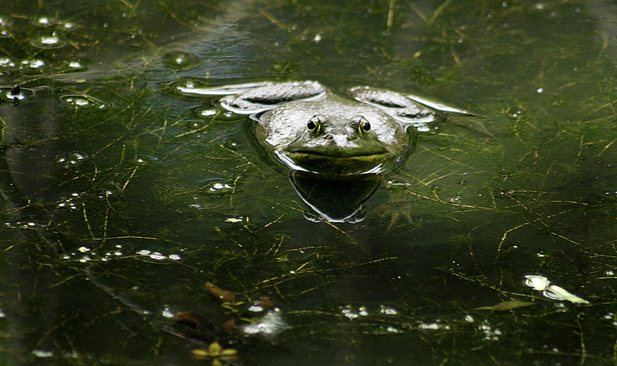 Bullfrog Photograph by Emanuel Tanjala
