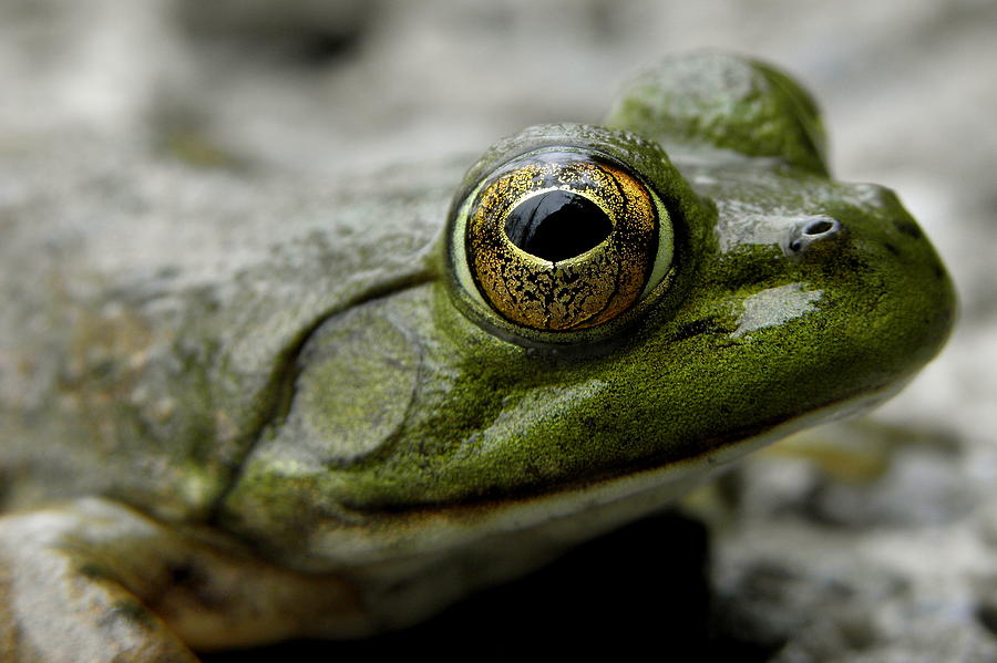 Nature Photograph - Bullfrog by Griffin Harris
