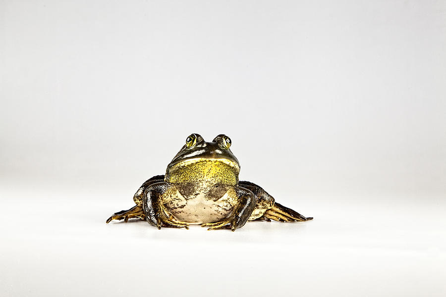 Bullfrog Photograph by John Crothers