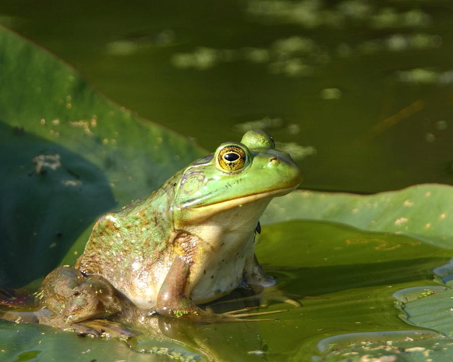 Bullfrog on Lily Pad Photograph by Bruce J Robinson