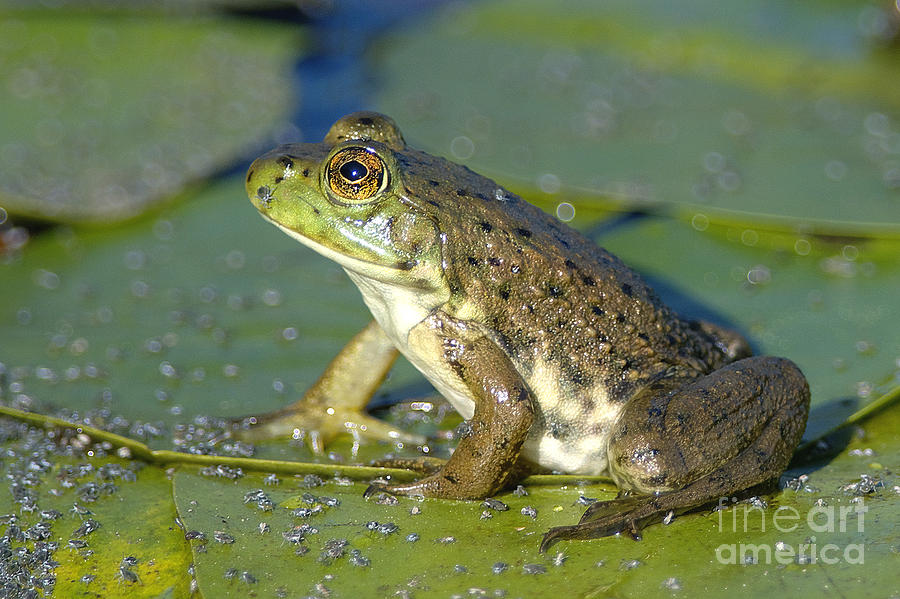 Frog Photograph - Bullfrog  by Sharon Talson