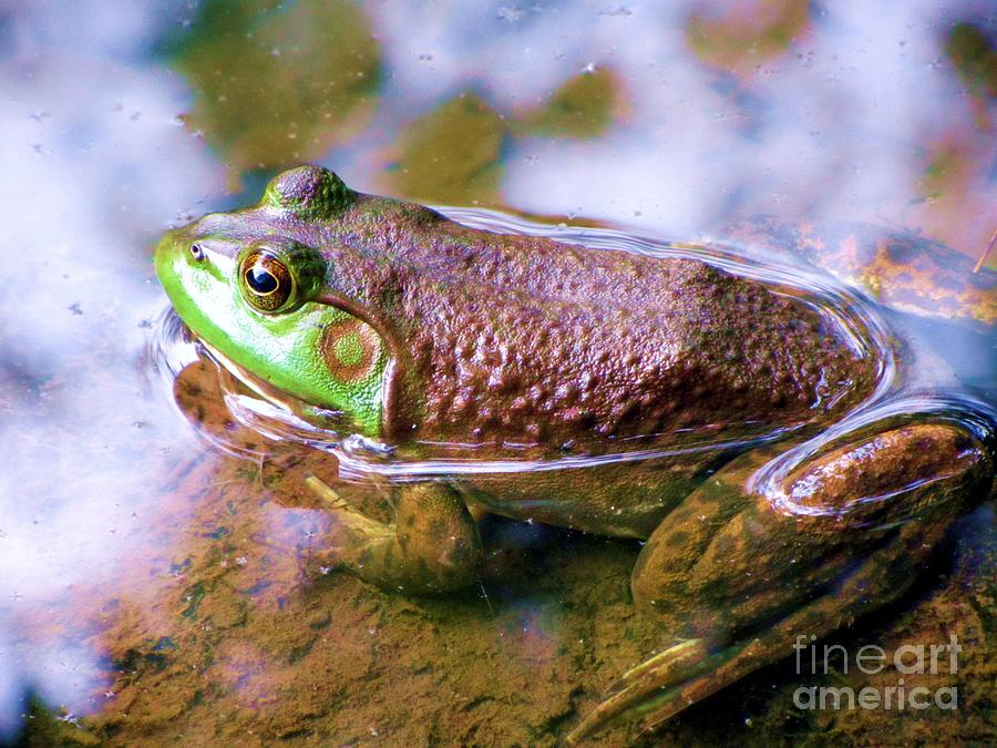 Bullfrog Photograph by Susan Carella