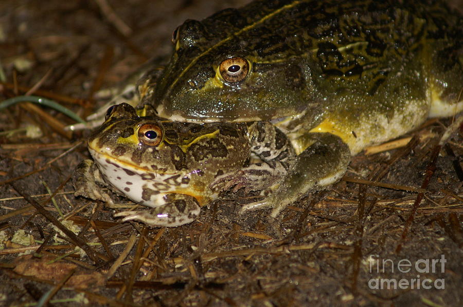 Bullfrogs Photograph by Mareko Marciniak