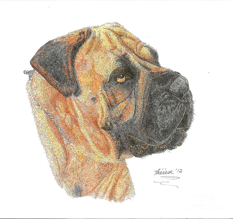 Bullmastiff Drawing by Bill Hubbard