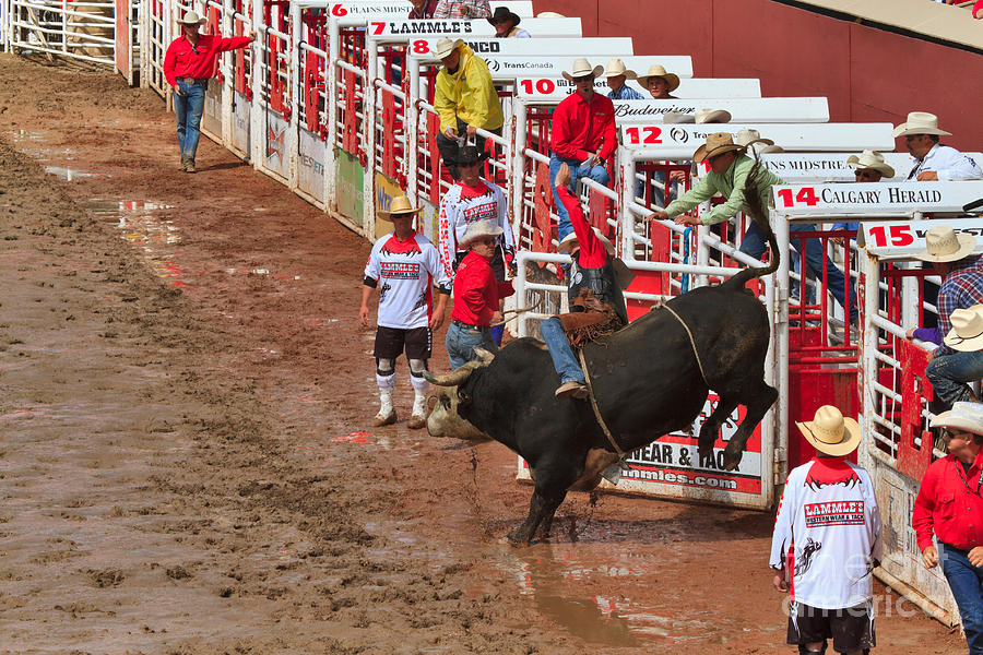 Bull Photograph - Bullriding at the Calgary Stampede by Louise Heusinkveld