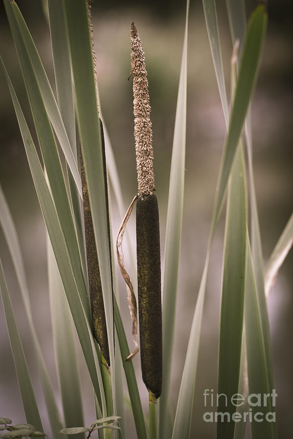 Bullrushes Photograph by Clare Bambers