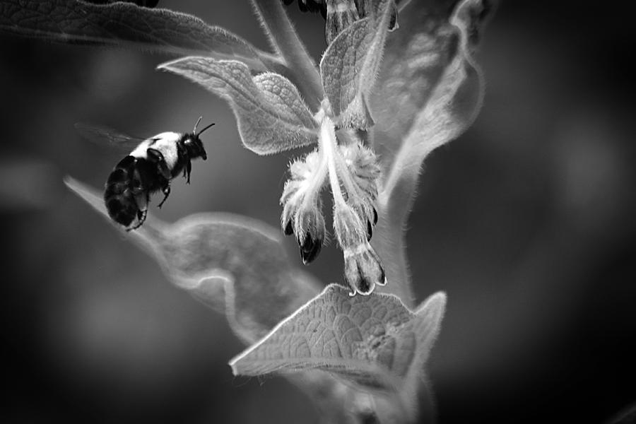 Bumble Bee 4 Photograph by Scott Hovind