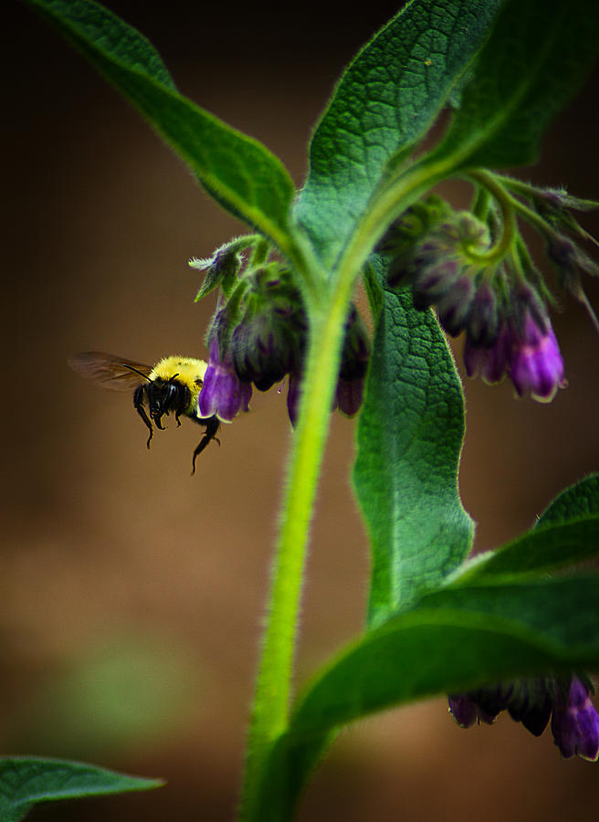 Bumble Bee 5 Photograph by Scott Hovind