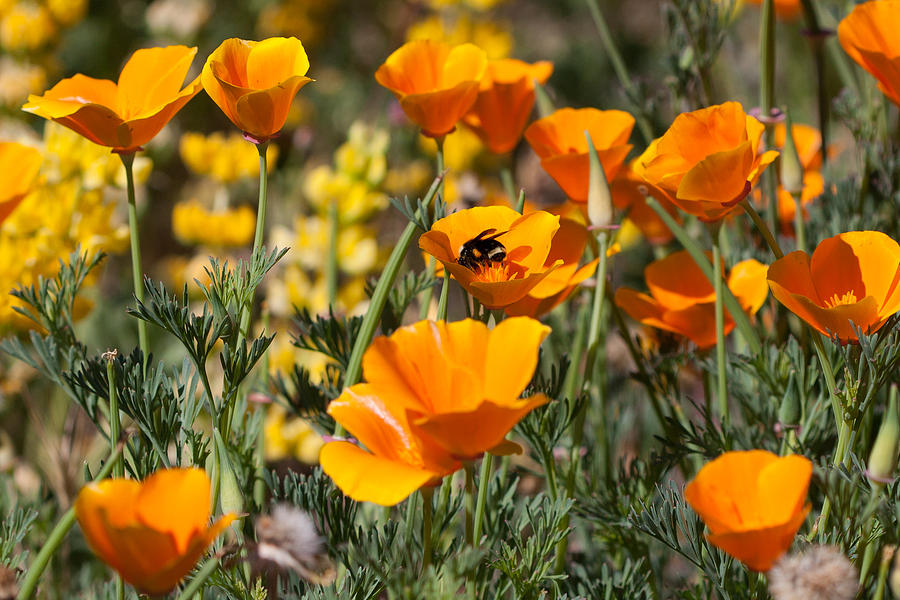Bumble Bee And Poppies Photograph by Dina Calvarese
