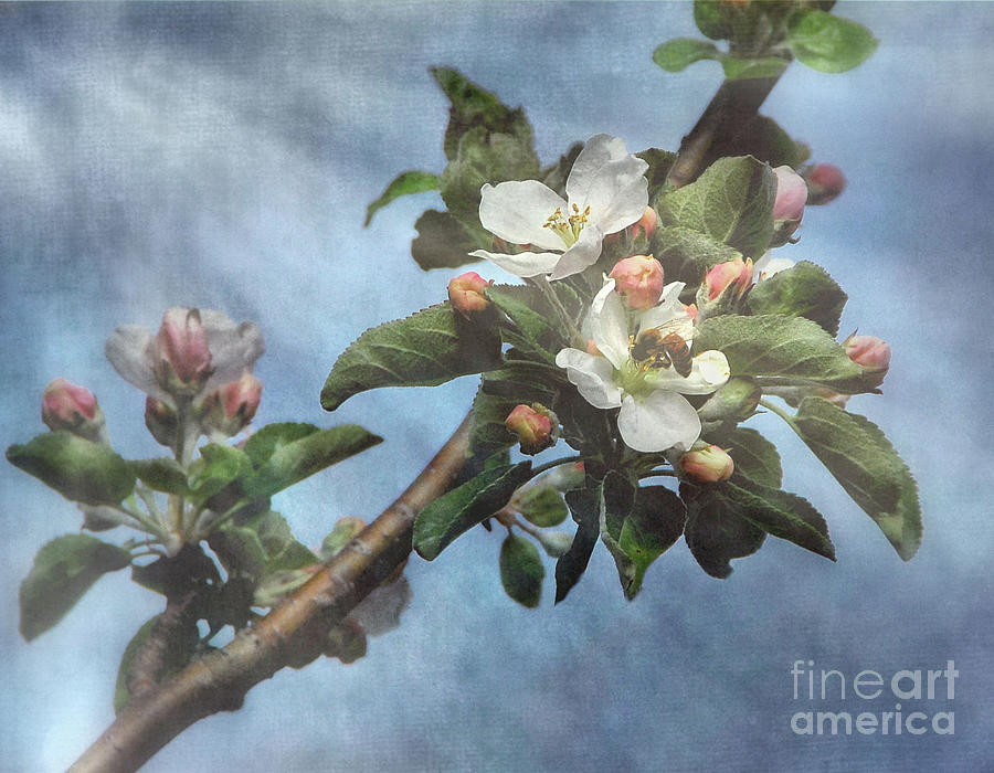 Apple Tree Photograph - Bumble Bee  by Andrea Kollo