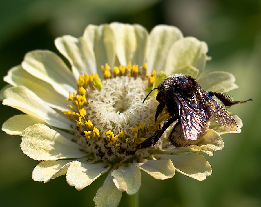 Bumble Bee  Photograph by Anna Rumiantseva