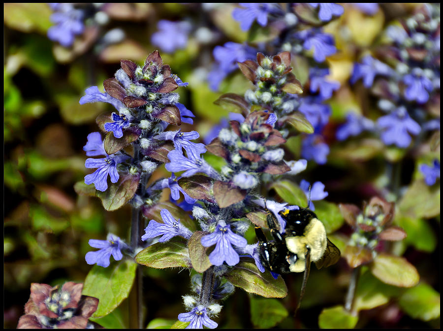 Bumble Bee Bugle Weed Photograph