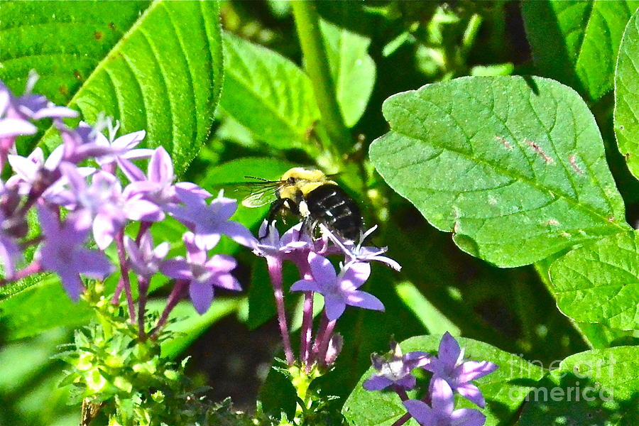 Bumble Bee Photograph by Carol  Bradley