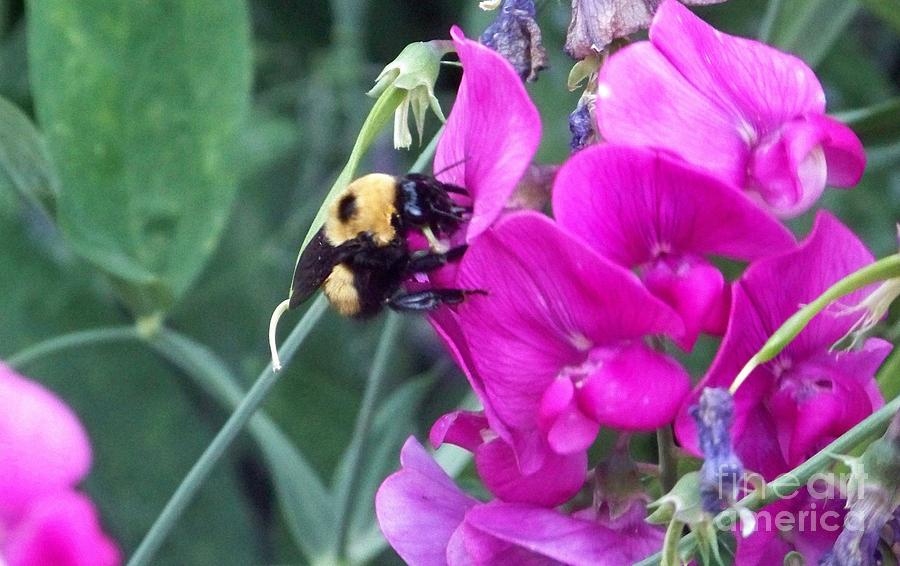 Bumble Bee Photograph by Charles Robinson