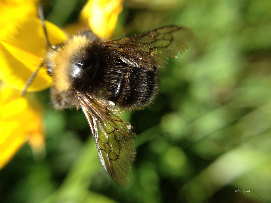 Bumble Bee Photograph by Chriss Pagani