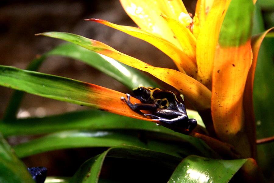 Bumble Bee Dart Frogs Photograph by J Vincent Scarpace