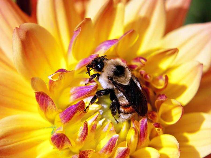Bumble Bee Photograph by Greg Jones