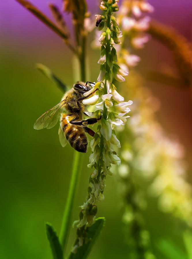 Bumble Bee Photograph by Linda Tiepelman