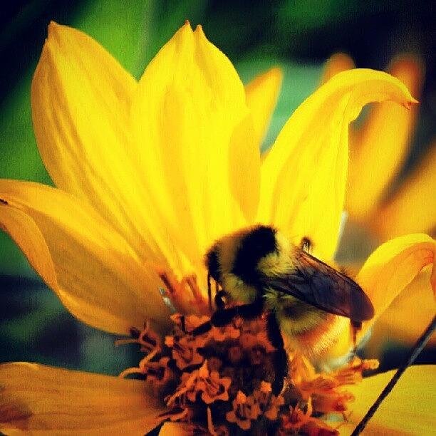 Sunflower Photograph - Bumble Bee by Logan Neet