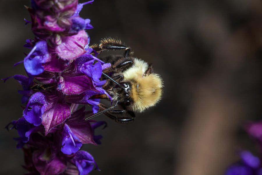 Bumble Bee Photograph by Nick  Shirghio