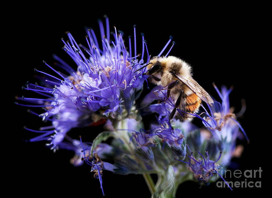 Bumble Bee on Blue Flower Photograph by Cindy Singleton