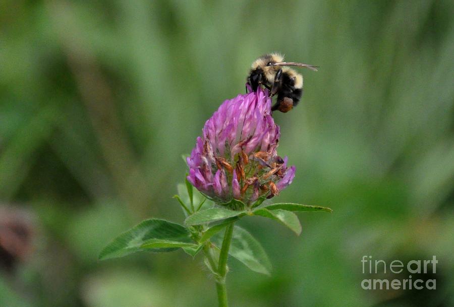 Flowers Still Life Photograph - Bumble Bee On Purple Flower by John Black